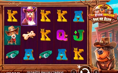 The Dog House – Dog or Alive